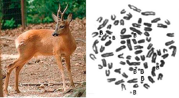 The Siberian stag has been cited the presence of chromosomes B (left). A right cell of a specimen with 8 B chromosomes (right) / Image: Wikipedia