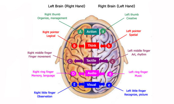 Teoría de la conectividad del lóbulo del cerebro con los dedos/ Imagen: 