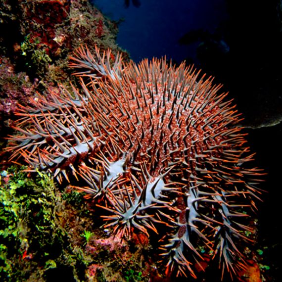La corona de espinas o acantáster púrpura es un feroz azote para los corales duros. Crédito: Nhobgood