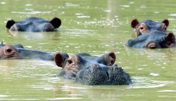 BBVA-OpenMind-Javier Yanes-Licencia para exterminar-erradicar especies-7-Una manada de hipopótamos nada en un lago fangoso en la casa de campo abandonada de Pablo Escobar, en Puerto Triunfo. Crédito: FICG.mx