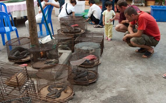 -Comercio ilícito de fauna salvaje en peligro de extinción en Möng La, Shan, Myanmar. Crédito:Dan Bennett