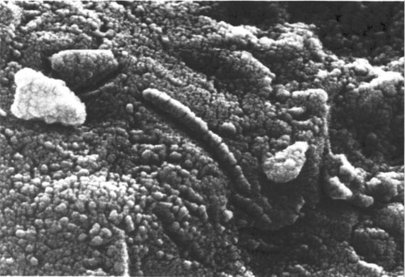 BBVA-OpenMind-Borja Tosar-Esperanzas y pistas falsas búsqueda de vida extraterre-Indicios vida-5-Vista microscópica de la estructura interna del meteorito ALH84001. Crédito: NASA