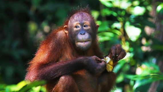 BBVA-OpenMind-Materia-Boicot al aceite de palma-3-Las plantaciones de aceite de palma ocupan tierras que eran selva tropical y afectan a la supervivencia de animales amenazados como los orangutanes. Fuente: Max Pixel