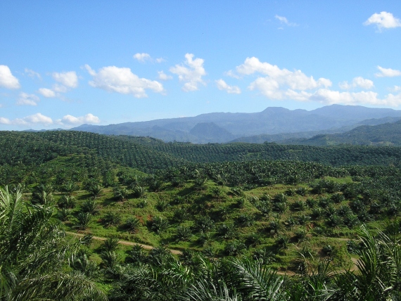 BBVA-OpenMind-Materia-Boicot al aceite de palma-5-Vista de una plantación de aceite de palma en Indonesia. Credit: Achmad Rabin Taim