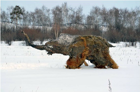 BBVA-OpenMind-Materia-The Scientific Boom of Ice-Age Permafrost Mummis-Momias articas- 1-"Yuka", the Woolly mammoth, in the environs of Yakutsk, Russia. Credit: Valery Plotnikov