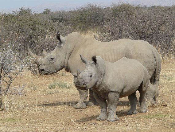 BBVA-OpenMind-Yanes-especies más cotizadas para la caza furtiva-2- La caza furtiva es hoy la principal amenaza para la supervivencia del rinoceronte blanco. Crédito: Zigomar