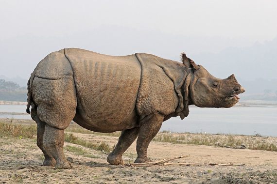 BBVA-OpenMind-Yanes-especies más cotizadas para la caza furtiva-8-La caza furtiva es una amenaza constante para el rinoceronte indio en el Parque Nacional de Kaziranga. Crédito: Charles J. Sharp