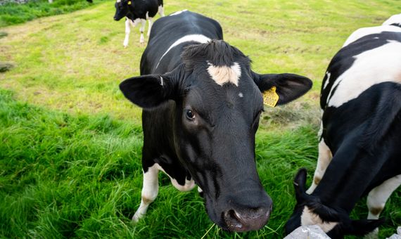 BBVA-OpenMind-Metano-gran amenaza del cambio climático-2-La ganadería intensiva es responsable de gran parte de las emisiones de metano a la atmósfera. Fuente: Pikist