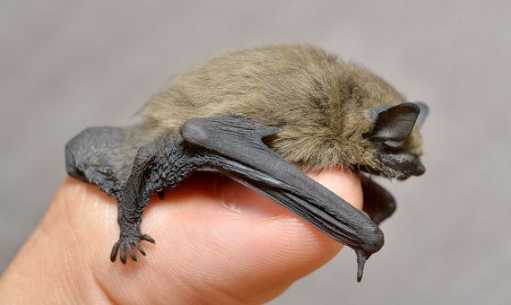Dos especies de murciélagos como el de la imagen fueron declaradas extintas durante el año 2020. Fuente: Wikimedia