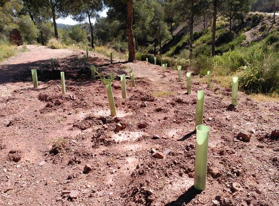 Proyecto de reforestación en España. Crédito: Juan Antonio Pellicer Alcaraz