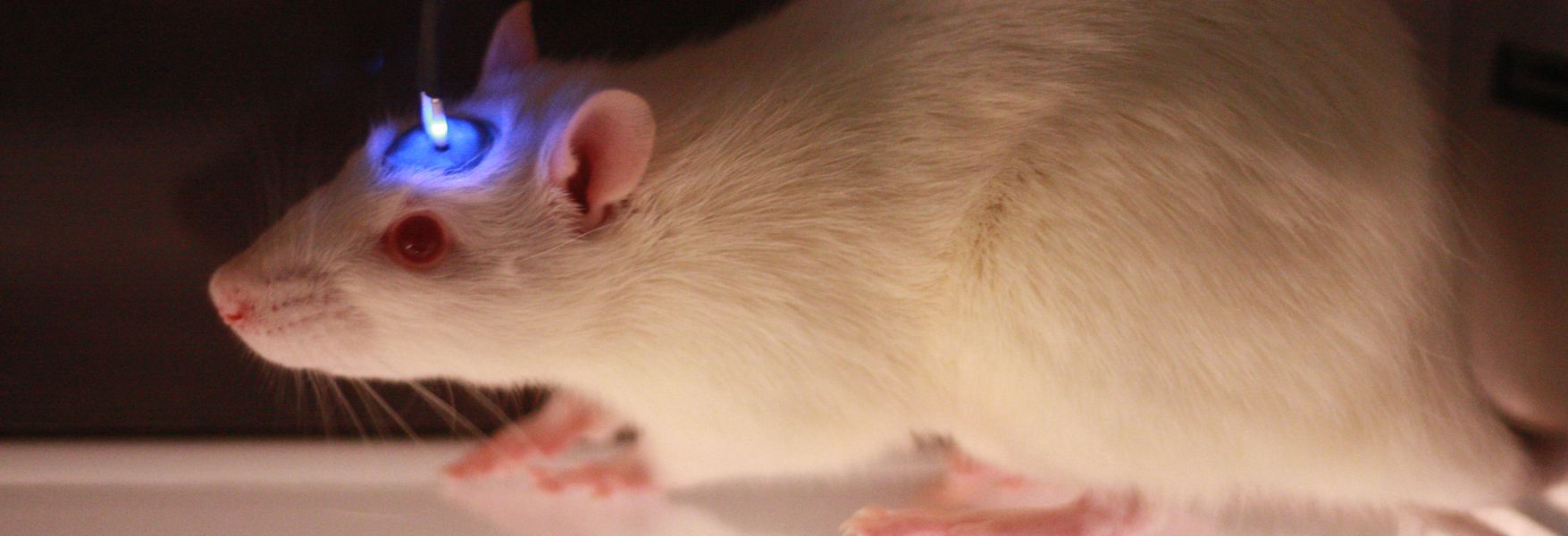 Человек мышь мозг. Оптогенетика на мышах. Экстрасенс с крысой.