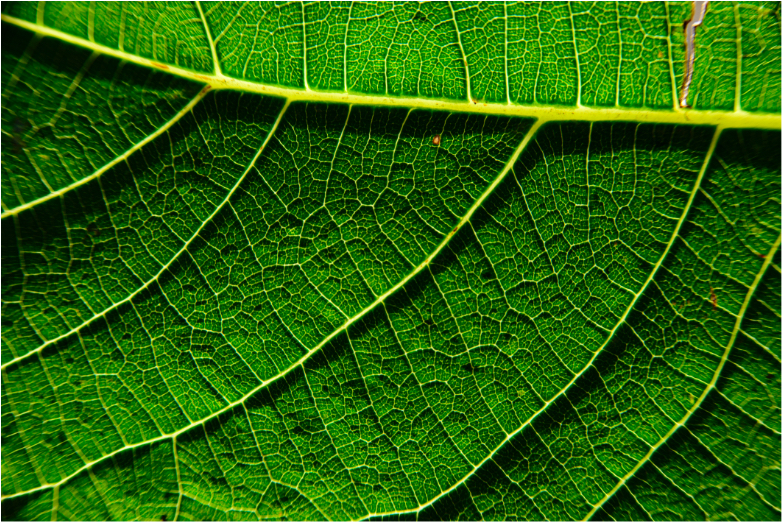 BBVA-OpenMind-Yanes-Lynn Margulis pionera de la sostenibilidad_3 La huella bacteriana en nuestro ADN es el producto de un salto evolutivo que corresponde a la adquisiciÃ³n de las mitocondrias (o de los cloroplastos, en el caso de los vegetales). CrÃ©dito: Sergi Escribano/Getty Images