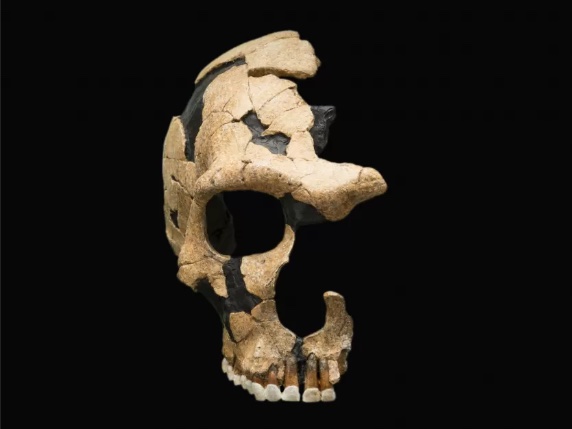BBVA-OpenMind-Yanes-como eran neandertales y extincion_4 Los estudios han mostrado que la presencia neandertal en nuestro genoma ha disminuido a lo largo del tiempo, desde un 10% hace 45.000 años hasta el 2% actual. Crédito: Smithsonian Institution
