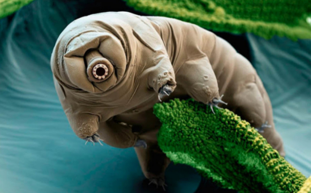 Tardígrado, con musgo de 1 milímetro, visto al microscopio. Crédito: Eye of Science/Science Source Images