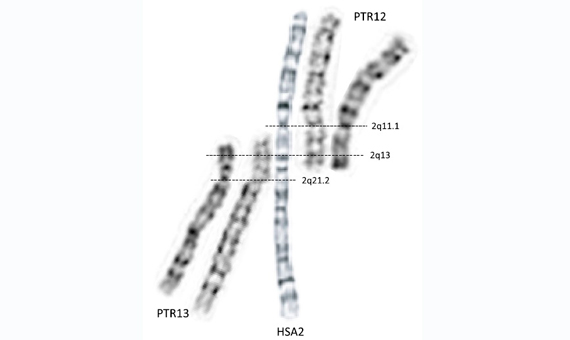 3.Comparación del patrón de bandas del cromosoma 2 humano (HSA2) con los cromosomas 12 y 13 del chimpancé (PTR12 y PTR13, respectivamente). 2q21;2q13; 2q11.1 son las distintas regiones de nuestro cromosoma 2 que , en la zona de la fusión, corresponden a los cromosomas 12 y 13 del chimpancé. HSA-Homo Sapiens; PTR-Pan TRoglodites, es decir chimpancé.