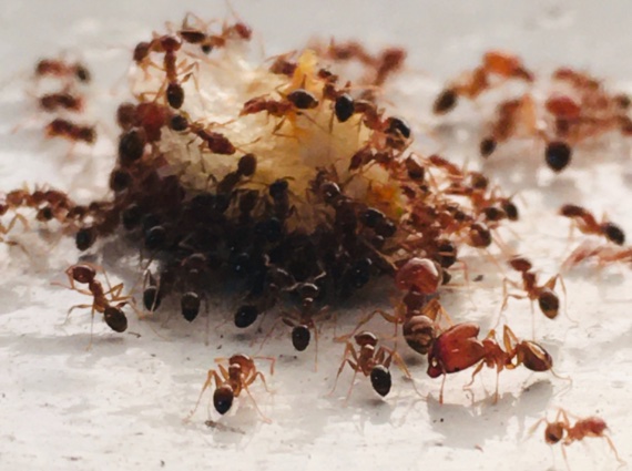 Las hormigas pueden recorrer grandes distancias y regresar a sus hormigueros gracias a que el borde dorsal de sus ojos percibe la luz polarizada. Crédito: Marco Neri