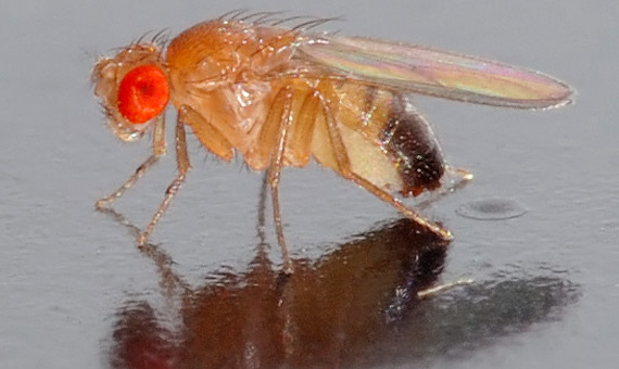 The fly Drosophila melanogaster is the best model for researching human genetics. In the image, male fly / Author: André Karwath, via Wikimedia Commons