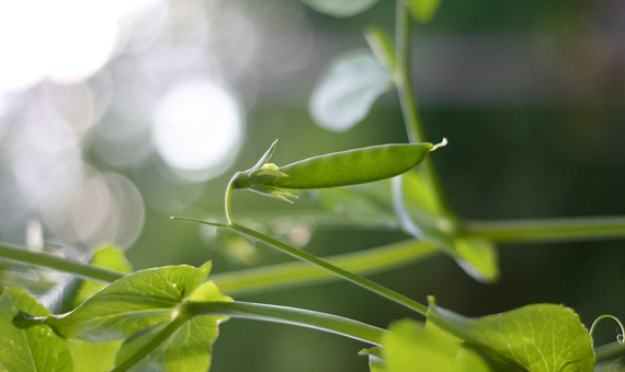 Las plantas del guisante son capaces de localizar el agua a distancia en ausencia de humedad. Crédito: Chiots Run/Flickr