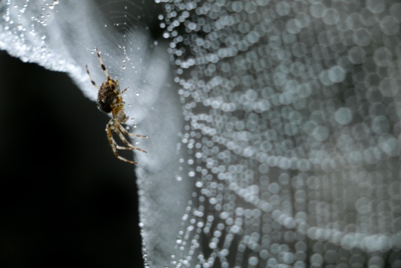 BBVA-OpenMind-Chaparro-Yanes-Spiderman nuevos materiales_1 La tela de araña es resistente a la temperatura, puede conducir la corriente eléctrica, inhibe el crecimiento bacteriano y es casi invisible para el sistema inmune humano. Crédito: Pierre Bamin