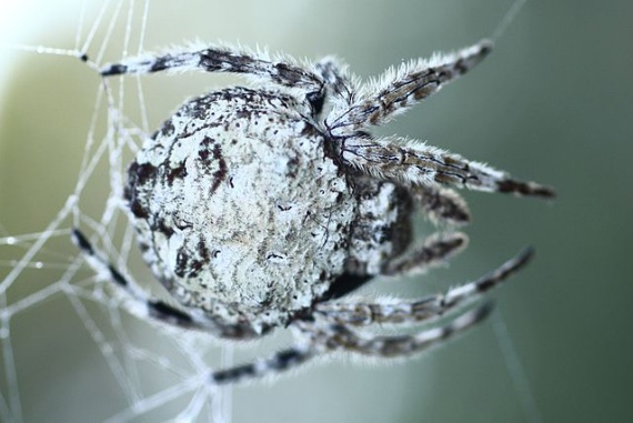 BBVA-OpenMind-Chaparro-Yanes-Spiderman nuevos materiales_2 La araña de corteza de Darwin produce una seda cuya tenacidad más que duplica la de otras y es 10 veces superior a la del Kevlar de los chalecos antibalas. Crédito: Wikimedia Commons