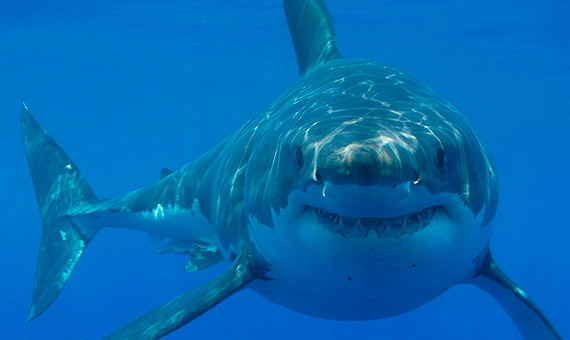 Los tiburones carecen de vejiga natatoria, un órgano que otros peces utilizan para controlar su flotación. Credito: Hemanus Backpackers