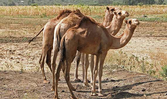 Los camellos pueden sobrevivir bebiendo agua sólo casa 8 o 10 días, pero no almacenan reservas de agua. Crédito: Bernard Gagnan