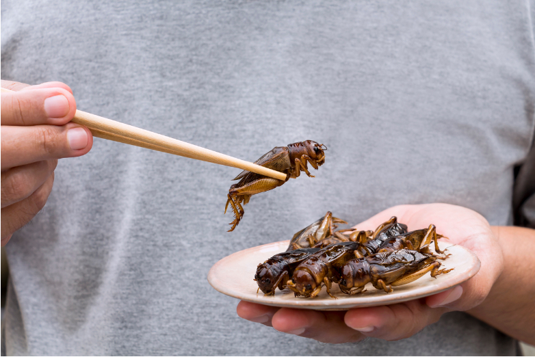 BBVA-OpenMind-Yanes-Insectos la comida del futuro_4 Freír o cocinar suele reducir los niveles de bacterias en los insectos. Crédito: William Neuheisel