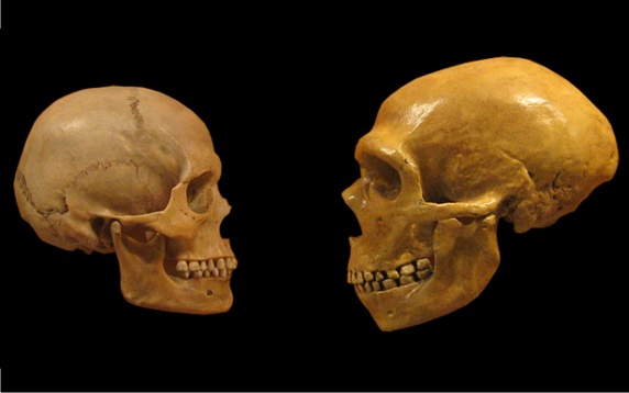 Los estudios genómicos y epigenómicos han permitido incluso asignar rasgos físicos a los humanos extintos, como los neandertales. Crédito: Herman Pijpers