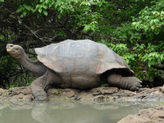 El explorador Rollo Beck descubriÃ³ en 1906 una nueva especie de tortuga gigante terrestre, la Fernandina, que recibiÃ³ su nombre de la isla de las GalÃ¡pagos. CrÃ©dito: Wikimedia Commons.