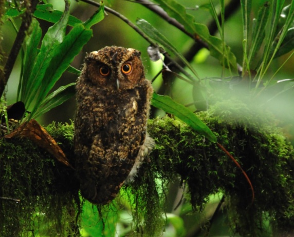 BBVA-OpenMind-Barral-8 animales lazaro_3 The diminutive Bornean Rajah scops-owl, considered a subspecies related to the Sumatran Raja scops-owl, has not been sighted since 1892. Credit: Wikimedia Commons.