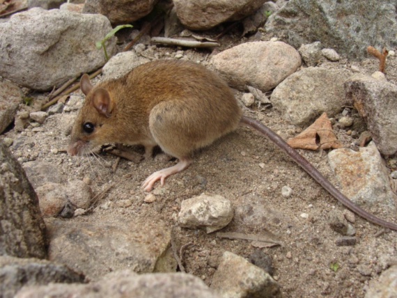BBVA-OpenMind-Barral-8 animales lazaro_5-The Pinatubo volcano mouse not only survived the massive volcanic eruption of 1991, but has become the most ubiquitous species on the Philippine island of Luzon. Credit: Field Museum.
