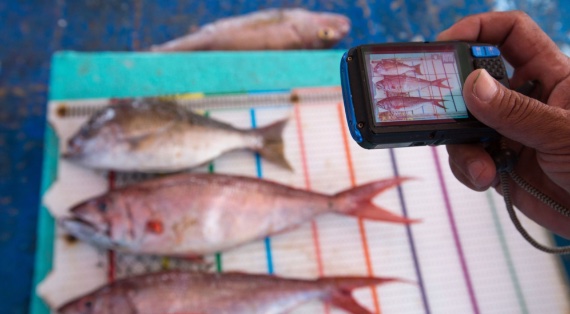 El proyecto FishFace emplea técnicas de IA y sistemas de monitorización electrónica en las embarcaciones pesqueras para identificar el número y tipo de capturas. Crédito: The Nature Conservancy