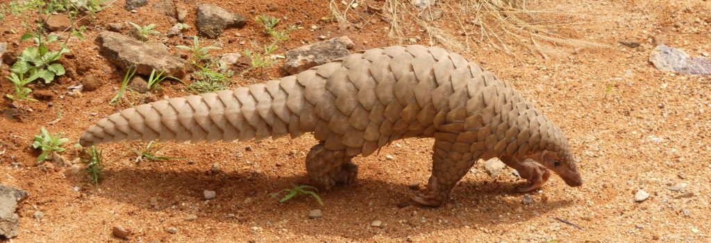 The Pangolin, the Strangest and Most Desired Animal in the World | OpenMind