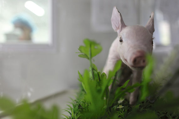 El primer cerdo clonado en China, disecado y expuesto en el Beijing Genomics Institute, en Shenzhen, julio de 2010. Según el Banco Mundial, la población china pasará de 1.330 millones en 2009 a 1.440 millones en 2030. y Pekín está a la caza de tecnología punta que ayude a alimentar a sus habitantes y mejorar la calidad de la comida.