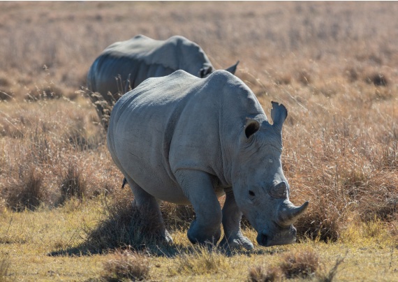BBVA-OpenMind-Angulo-Yanes-Mundos perdidos 4 El deterioro masivo de los ecosistemas implica la casi total desaparición de especies carismáticas como el rinoceronte blanco. Crédito: Wikimedia Commons