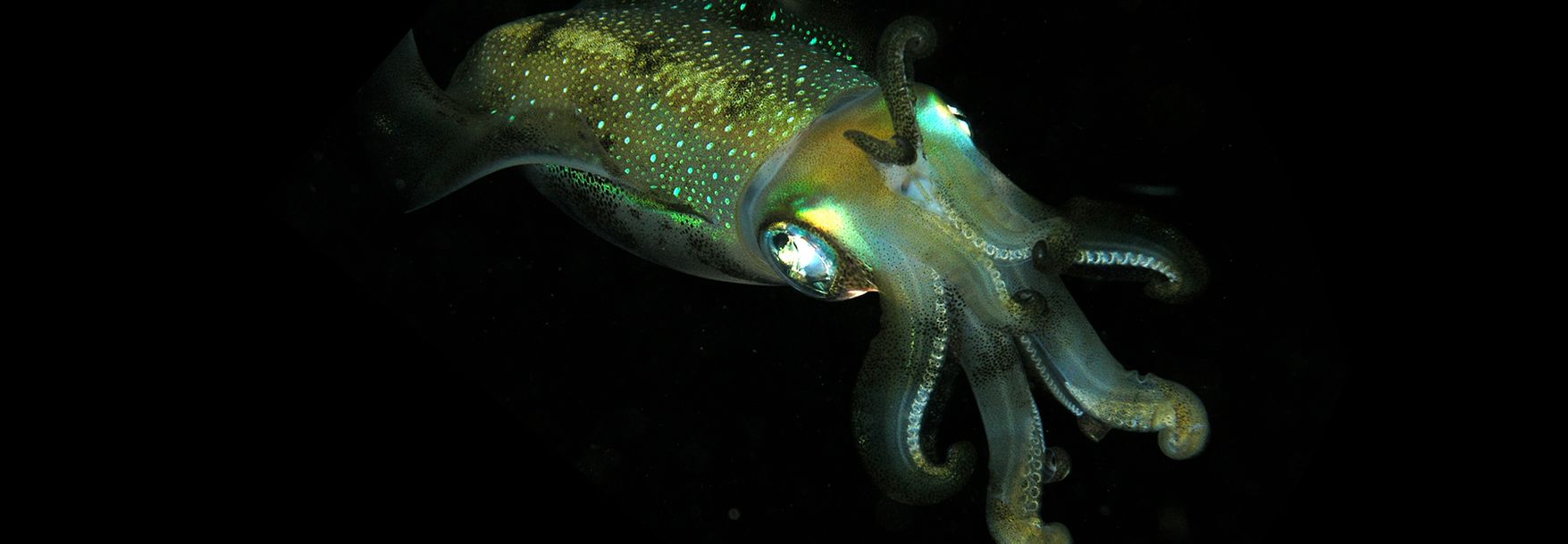 Lights In The Deep Ocean Five Animals That Glow In The Dark Openmind