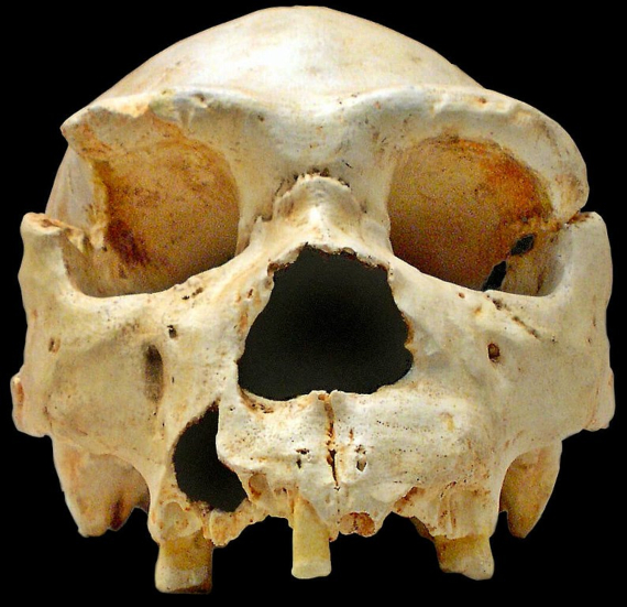 BBVA-OpenMind-Materia-La genética nos acerca al misterio del hombre de Atapuerca 2-Craneo de Homo heidelbergensis. Credit: José-Manuel Benito