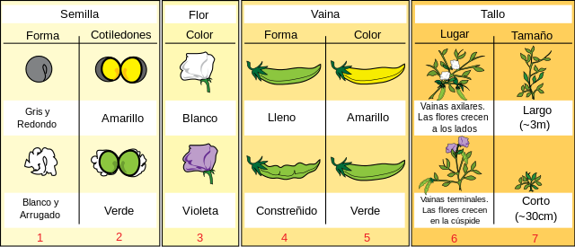 Los siete caracteres que observó G. Mendel en sus experiencias genéticas con los guisantes. Fuente: Wikimedia
