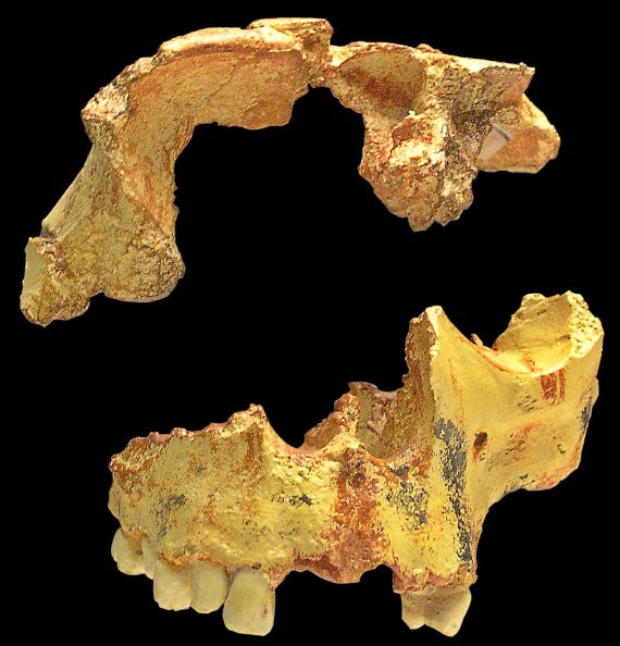 BBVA-OpenMind-Materia-Homo antecessor, incomplete skull found in the site of Gran Dolina, in Atapuerca. Credit: José-Manuel Benito