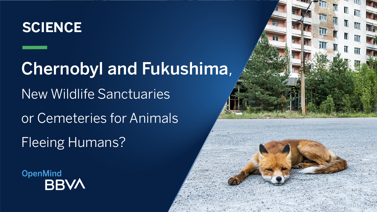 Chernobyl and Fukushima, New Wildlife Sanctuaries or Cemeteries for Animals  Fleeing Humans? | OpenMind´s Videos