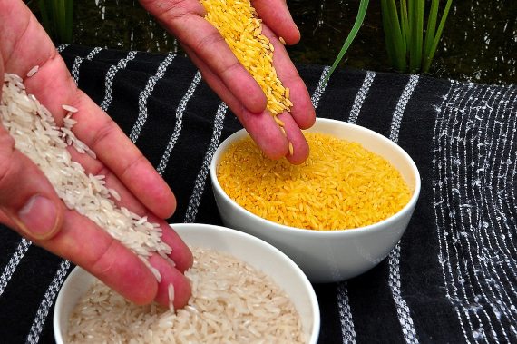 BBVA-OpenMind-Ventana-El largo y tortuoso camino del arroz dorado 3-Grano de arroz banco comparado con el grano de arroz dorado. Crédito: International Rice Research Institute