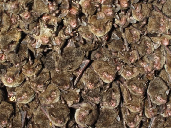 Los murciélagos forman el segundo orden de mamíferos más abundante después de los roedores. Crédito: U.S. Geological Survey
