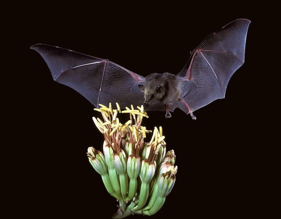BBVA-OpenMind-Cómo murciélagos pueden ser incubadoras de virus y no morir en el intento 3-Los murciélagos son capaces de mantener la hiperinmunidad sin dañarse a sí mismos. Crédito: USFWS