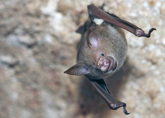 BBVA-OpenMind-Cómo murciélagos pueden ser incubadoras de virus y no morir en el intento 4-Los murciélagos tienen muchos rasgos biológicos únicos. Crédito:David Dennis
