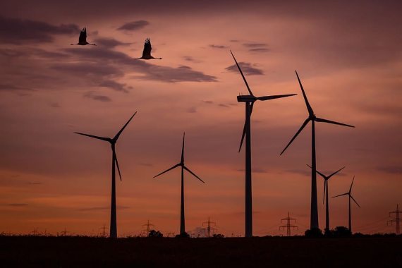 BBVA-OpenMind-Javier Yanes-Innovaciones para hacer las energías renovables más sostenibles 4-Las organizaciones ecologistas advierten de la alta mortalidad que los parques eólicos provocan entre las aves. Fuente: Pxfuel