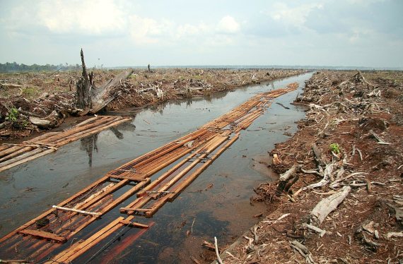 BBVA-OpenMind-Plantar árboles, estrategia controvertida contra el cambio climático-Reforestacion 2-Deforestación para plantación de palma aceitera. Crédito: Aidenvironment