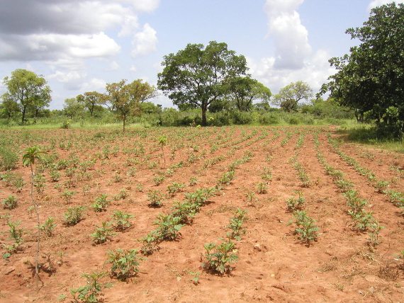 BBVA-OpenMind-Plantar árboles, estrategia controvertida contra el cambio climático-Reforestacion 4-Reforestación en Burkina Faso. Fuente: Wikimedia
