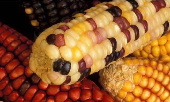 BBVA-OpenMind-transposón-Carossidi_mais-Los diferentes colores de los granos de esta mazorca de maíz es el resultado de la acción de transposones. Fuente: Wikimedia