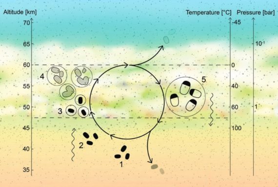BBVA-OpenMind-Borja Tosar-Esperanzas y pistas falsas búsqueda de vida extraterre-Indicios vida-7-Propuesta de ciclo de vida para microorganismos en Venus. Crédito: Janusz Petkowski
