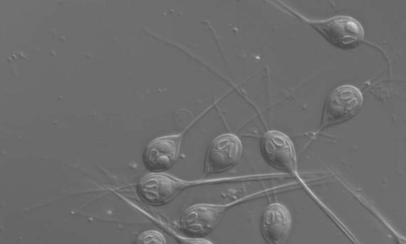 BBVA-OpenMind-Javier Yanes-superhéroes de la naturaleza-Animales con poderes--5-Imagen de microscopio de esporas del parásito cnidario Henneguya salminicola. Crédito: Stephen Douglas Atkinson.